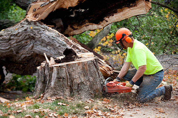 Best Seasonal Cleanup (Spring/Fall)  in Stock Island, FL