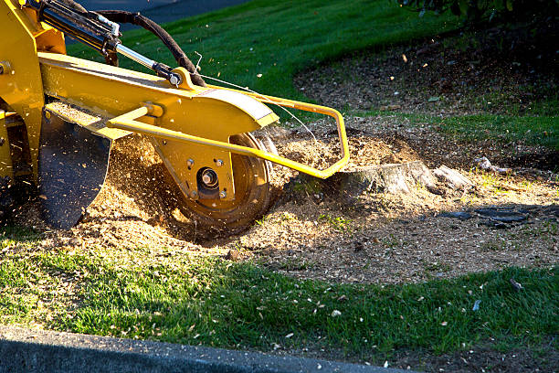 Best Storm Damage Tree Cleanup  in Stock Island, FL