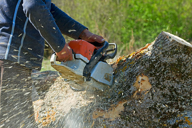 Reliable Stock Island, FL  Tree Services Solutions