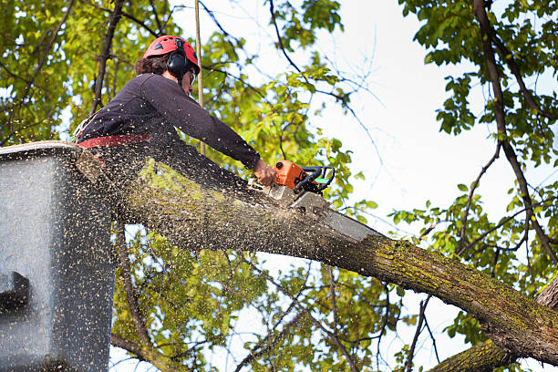 Best Fruit Tree Pruning  in Stock Island, FL